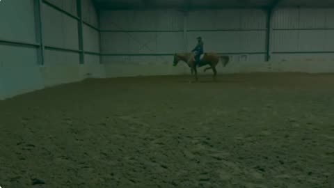 Olympic Rider Heath Ryan Whips Horse 42 Times - Calls It Training