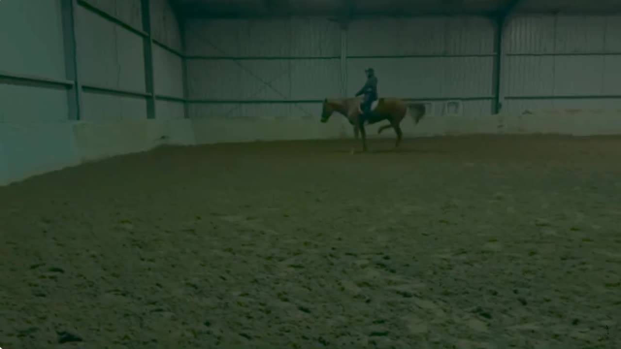 Olympic Rider Heath Ryan Whips Horse 42 Times - Calls It Training
