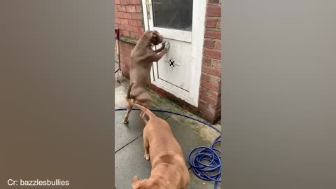 When god sends you funny dogs and cats