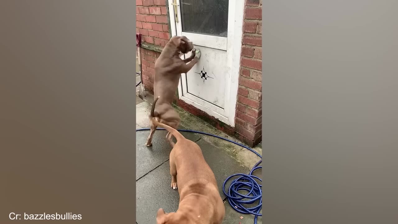 When god sends you funny dogs and cats