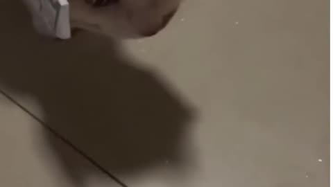 Who Broke It?