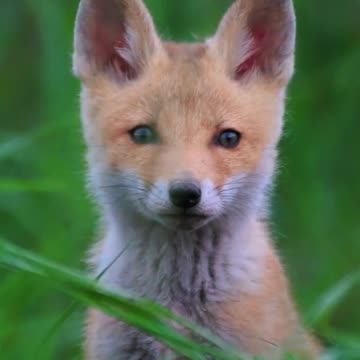 Warning: This Little Fox May Melt Your Heart 🦊👀🧡 | Sounds of Nature