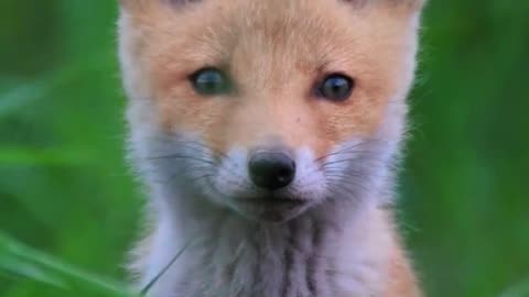 Warning: This Little Fox May Melt Your Heart 🦊👀🧡 | Sounds of Nature