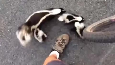 Family of skunks doing a bike check 😊