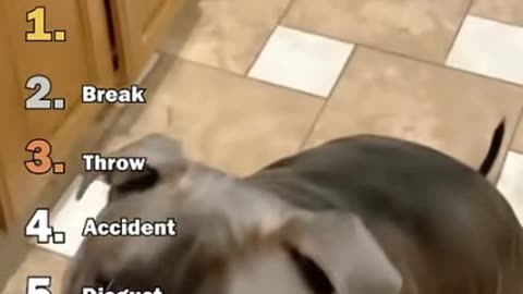 Ranking Best. Trick Dogs Medicine