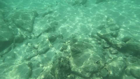 Snorkeling in Shallow Water in Grand Cayman