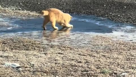 CatVideo 2