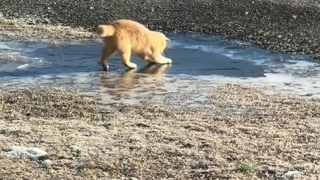 CatVideo 2