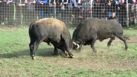 Orginalac od Selmana vs Ruško od Nikole i Benita Sanica 2025