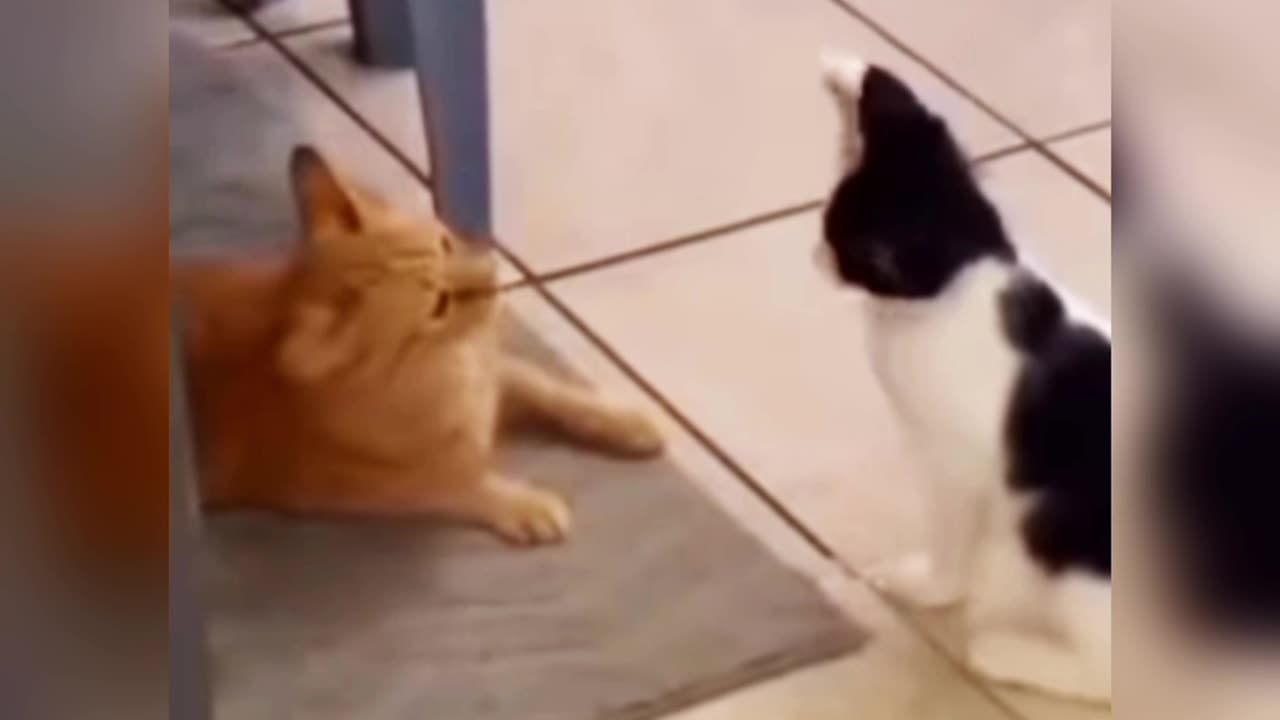 😂Funniest Cats Videos 😺🐶||Hilarious Animal Compilation🥰😹
