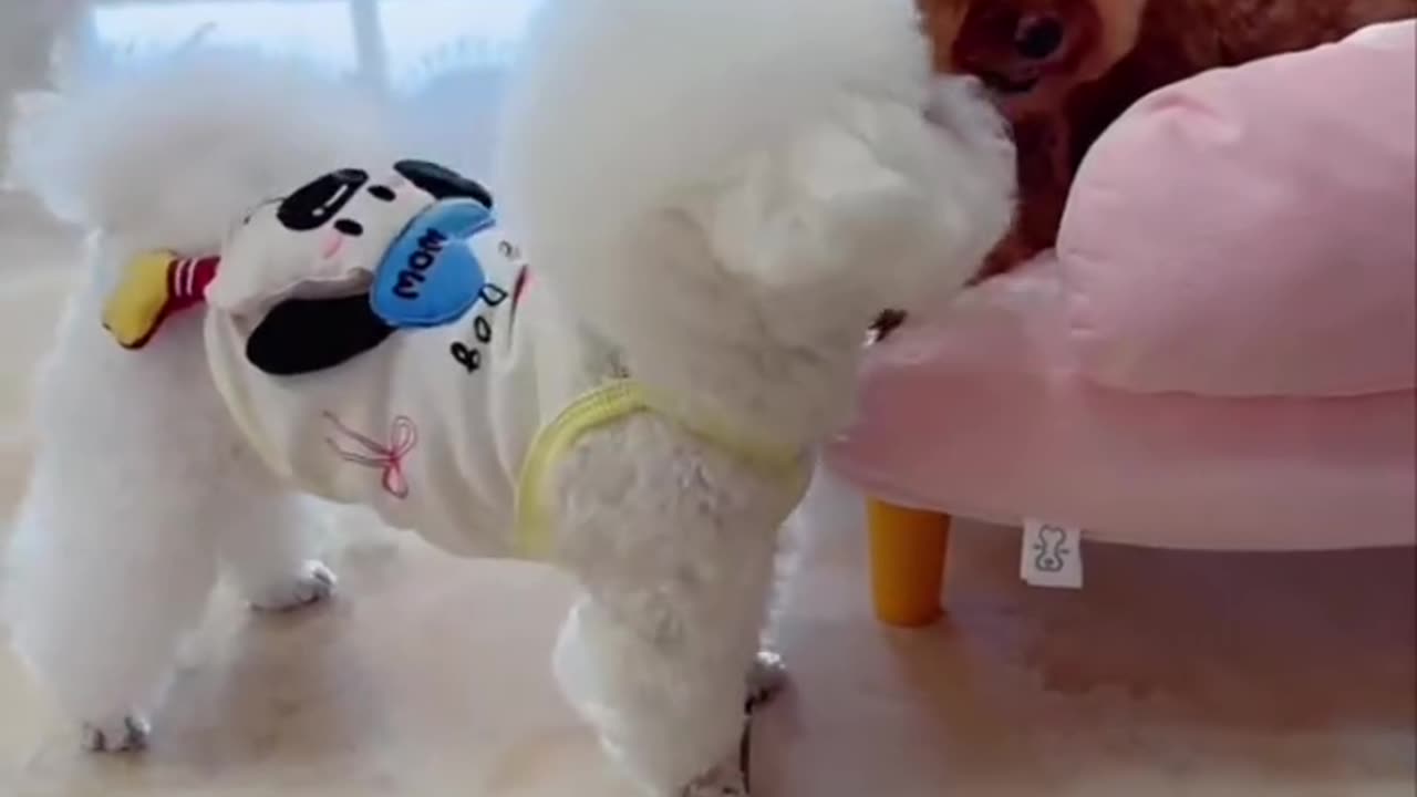 he just wanted a kiss 😂🐶