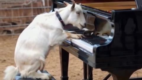 #ai #animal #goat #piano #fyp