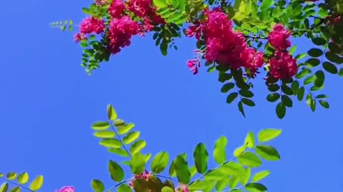 Vibrant Pink Blossoms Against Blue Sky: Nature's Stunning Spring Display