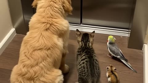 Funny Animal Videos