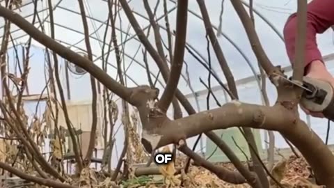 Harvesting Millions of Figs Figs Growing Figs | An Incredible Process