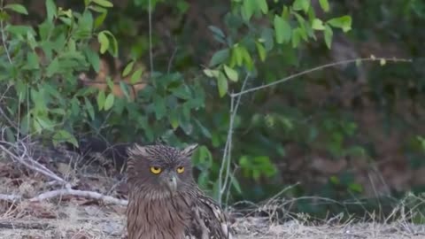 🐦😮 Watch A Brown Fish-Owl's Frog-Hunting Session Turned Around by These Birds! | FeedMyCuriosity