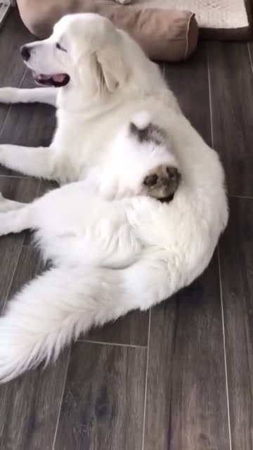 Vibrating fluffy sofa 😊