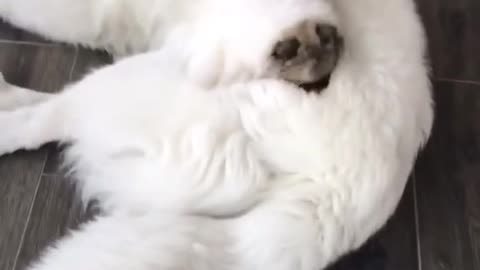 Vibrating fluffy sofa 😊