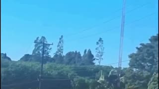 Someone captured unbelievable footage of what appears to show a tree “walking” 😳🤯