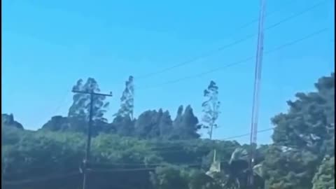 Someone captured unbelievable footage of what appears to show a tree “walking” 😳🤯