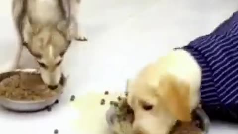 Funniest Animal Compilation 😹 Dogs & Cats Doing Dumb Stuff