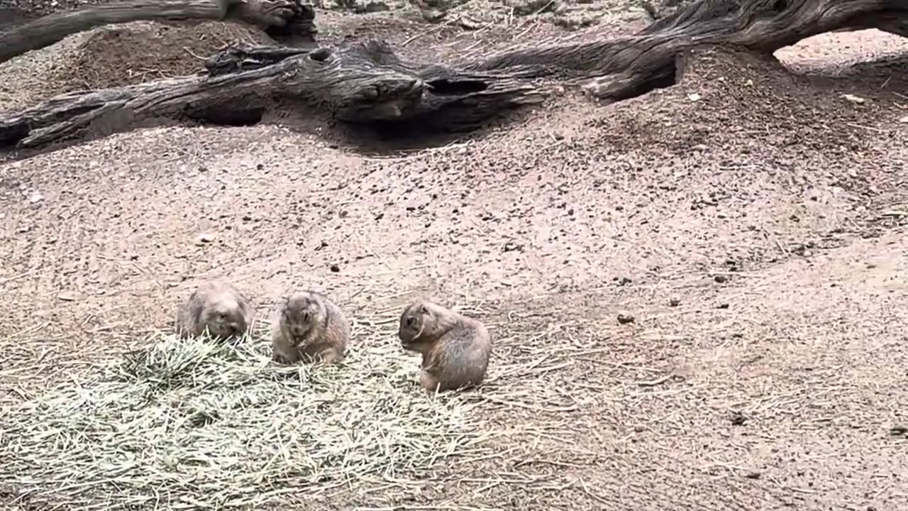 Black-Tailed Prairie Dog