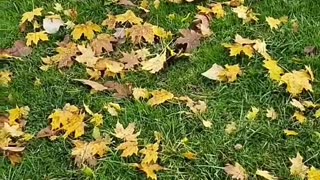 Fallen leaves philosophy song