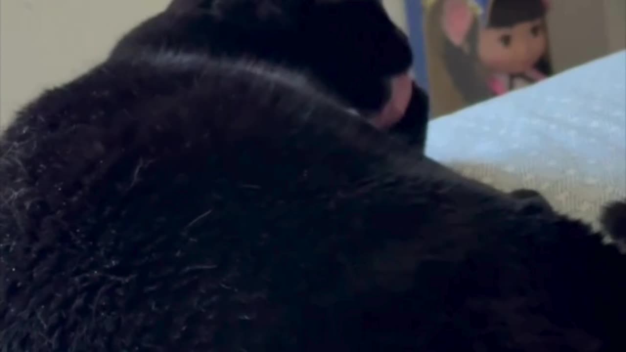 Precious Piper Washes Her Hands Longer Than Most People - Adopting a Cat from a Shelter Vlog #shorts