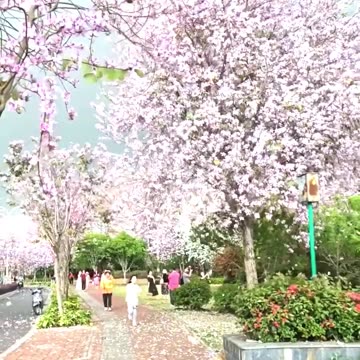 Japan’s Magical Cherry Blossom Season!
