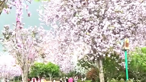 Japan’s Magical Cherry Blossom Season!