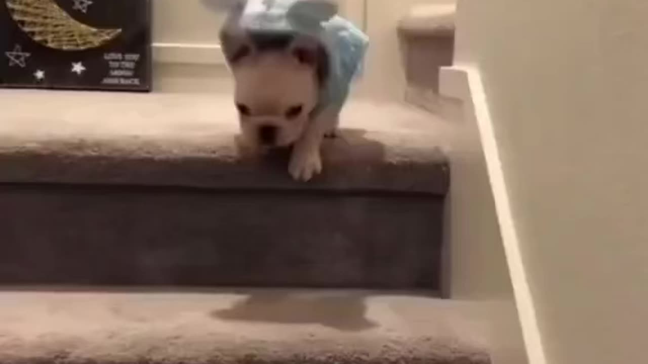 Funny animals ,cute ,happy