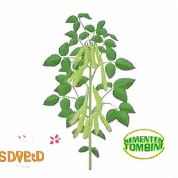 semente-tombini-tombini.mp4