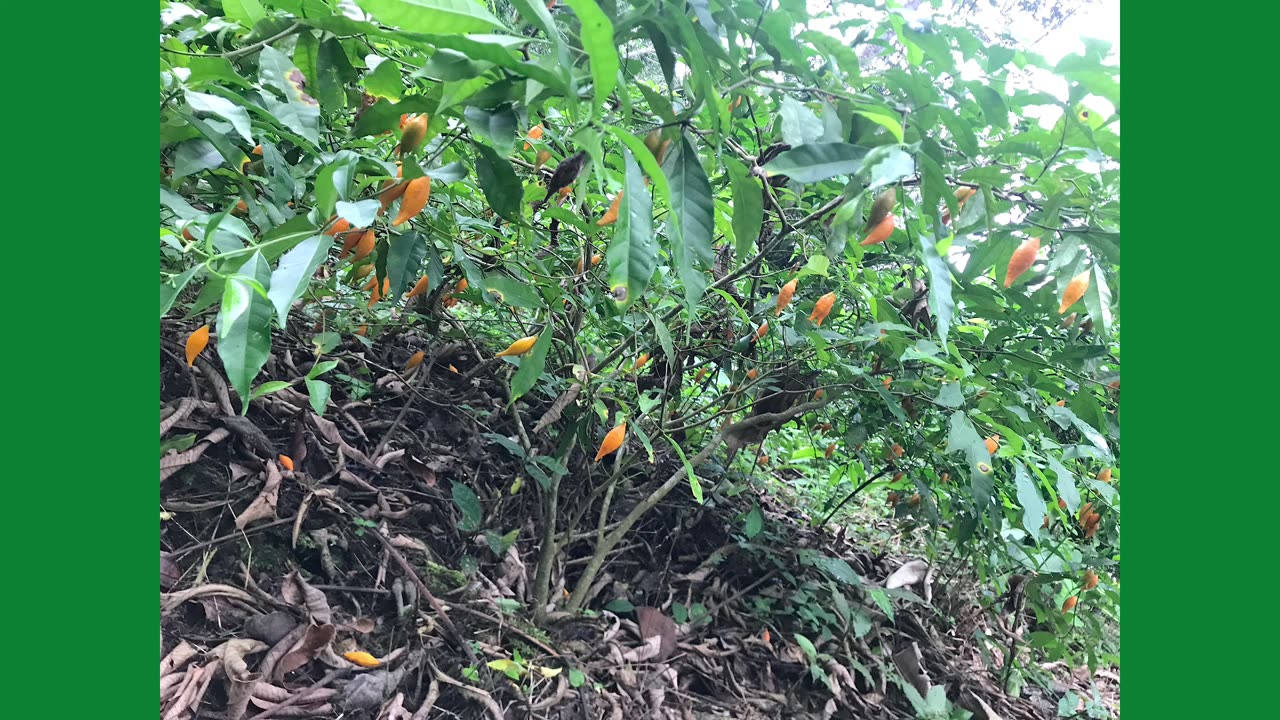 Iboga Root Bark, ibogaine TA, Ibogaine HCL explained with their uses