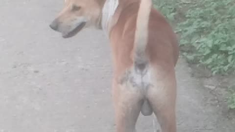 Two dogs are cute