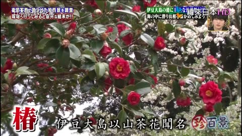 ナニコレ珍百景-現在是否還在繼續呢-