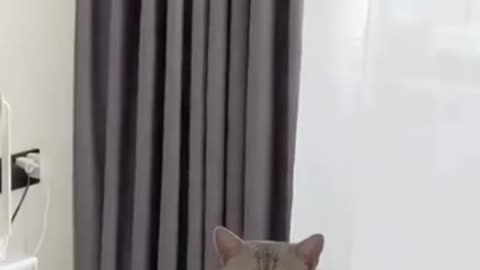 Broken Cats