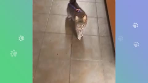 We Have A Deer At Home