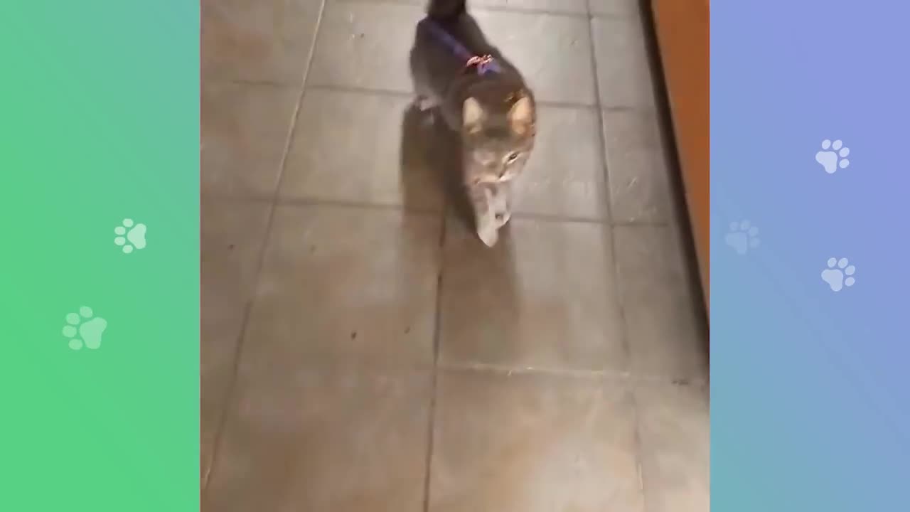 We Have A Deer At Home