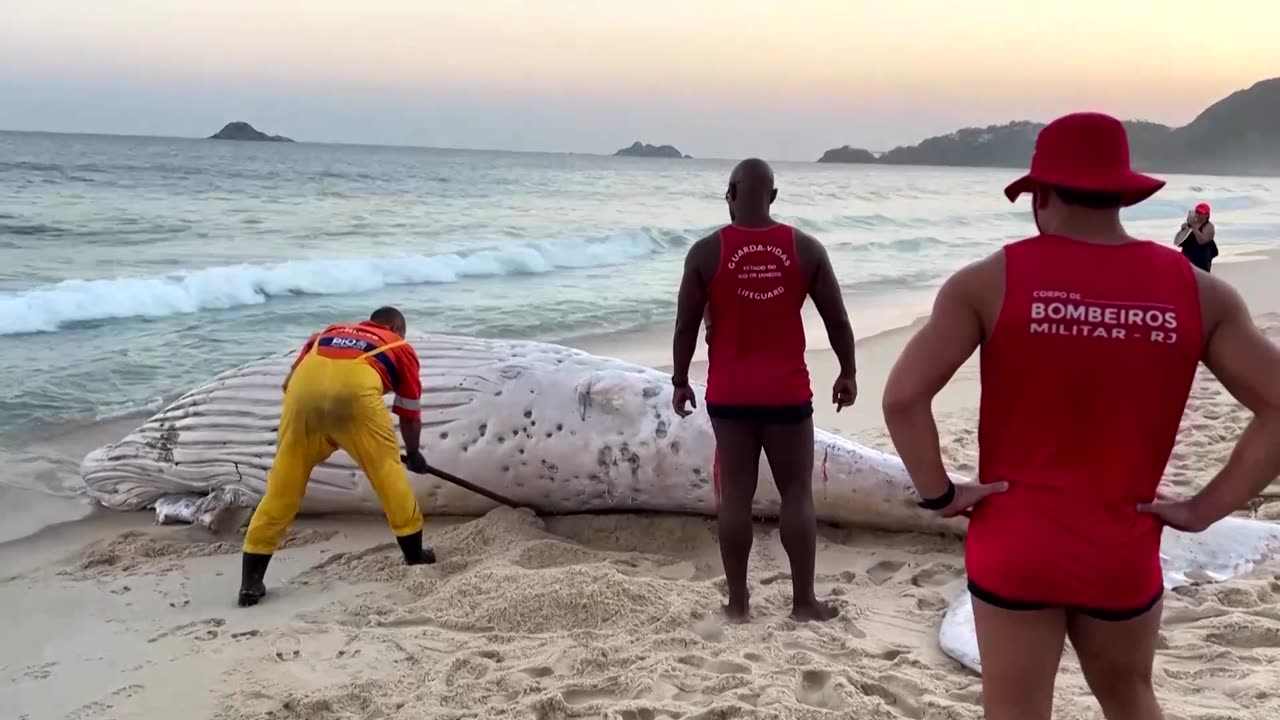 Dead humpback whale washes ashore on popular Rio beach
