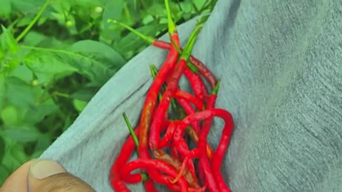 Harvesting Homegrown Chili Peppers – Spicy Joy from the Garden