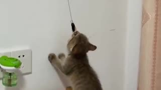 🐯😹 The Most Epic Cat Comeback! You Won't Believe What Happens Next | FunFM