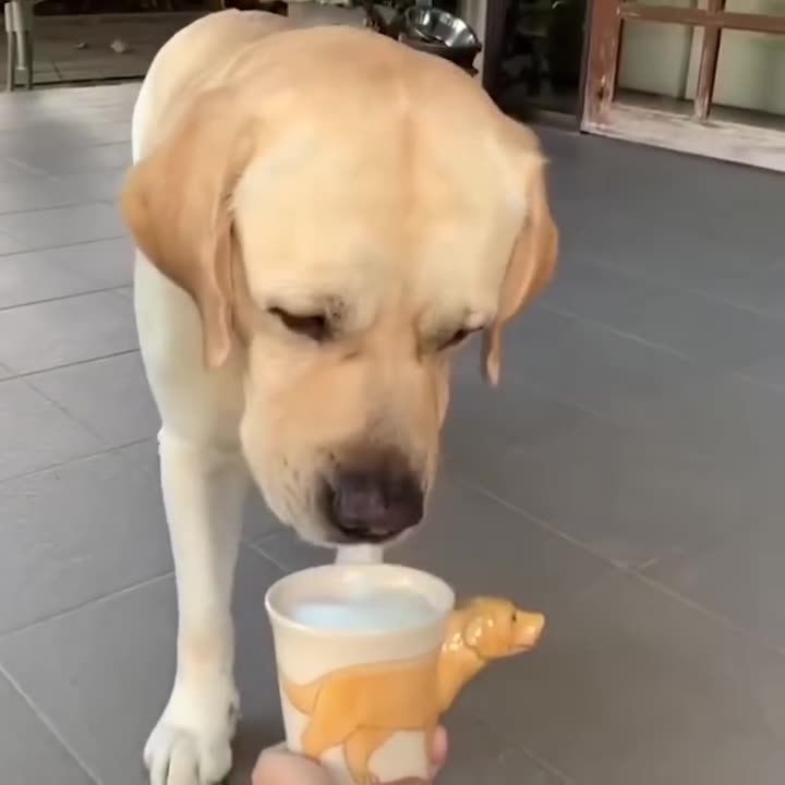 Dog Funny fails 😂! Dog is in the pool 😂😂