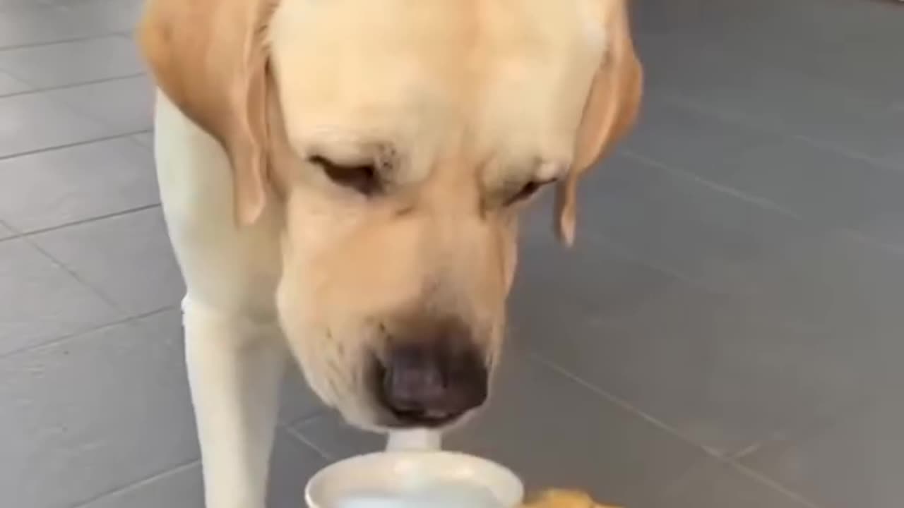 Dog Funny fails 😂! Dog is in the pool 😂😂