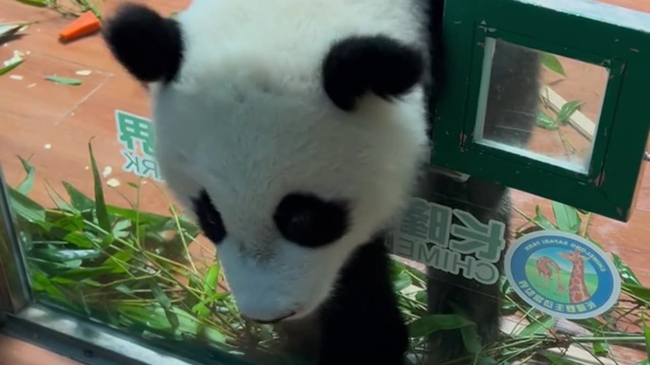 Funny Panda Viral