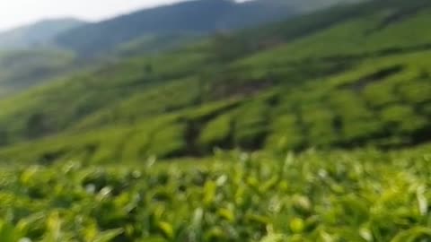 Srilanka nature plantation