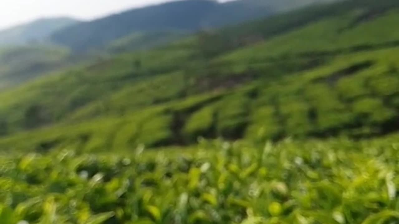 Srilanka nature plantation