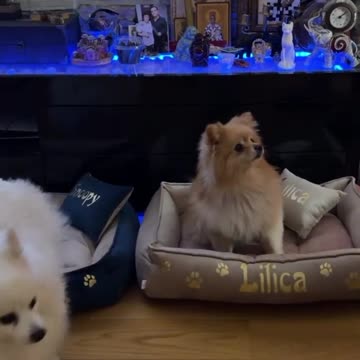 Gastoz - Andjela - Lilica - Snupi Part 2