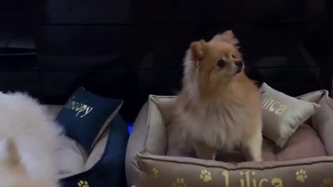 Gastoz - Andjela - Lilica - Snupi Part 2