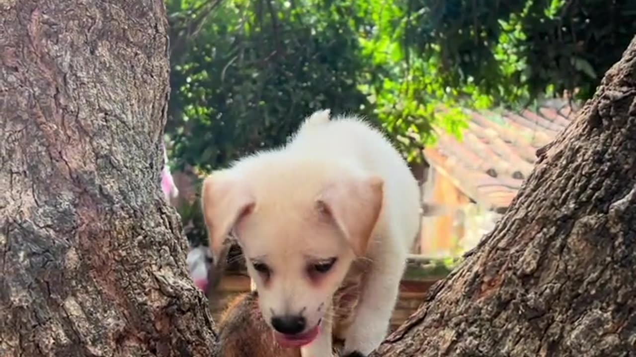 the cat came to play with dog