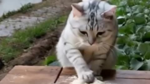"Adorable Cat Caught in the Act! 🐱😂 | Too Cute to Handle!"
